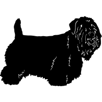 (image for) Sealyham Terrier 2 =
