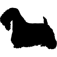 (image for) Sealyham Terrier 3 _