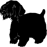 (image for) Sealyham Terrier =