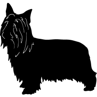 (image for) Silky Terrier 1 =