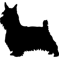 (image for) Silky Terrier _