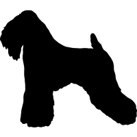 (image for) Soft Coated Wheaten 2 _