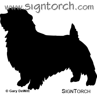 (image for) Norfolk Terrier 2 _