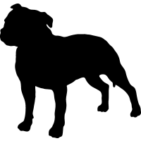(image for) Staffordshire Bull 4 _
