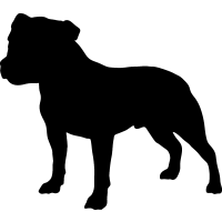 (image for) Staffordshire Bull _