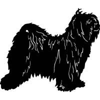 (image for) Tibetan Terrier =