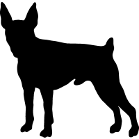 (image for) Toy Fox Terrier 1 _