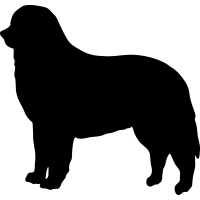 (image for) Bernese Mountain Dog 2 =