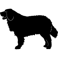 (image for) Bernese Mountain Dog =
