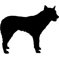 (image for) Canaan Dog _