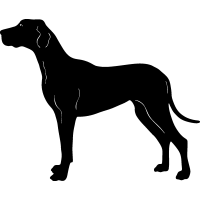 (image for) Great Dane 3 =