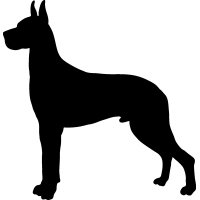 (image for) Great Dane 4 _
