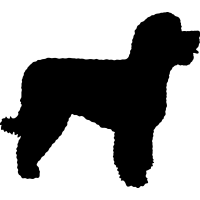 (image for) Portugese Water Dog _