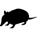 (image for) Armadillo 1a _