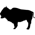 (image for) Bison 2a _