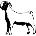 (image for) Boer Goat 10 =