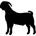 (image for) Boer Goat 10a _