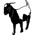 (image for) Boer Goat 11 =