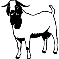 (image for) Boer Goat 1 =