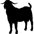 (image for) Boer Goat 1a _