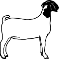 (image for) Boer Goat 4 =