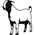 (image for) Boer Goat 5 =