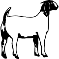(image for) Boer Goat 7 =