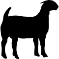 (image for) Boer Goat 7a _
