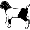 (image for) Boer Goat 8 =
