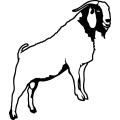 (image for) Boer Goat 9 =