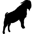 (image for) Boer Goat 9a =