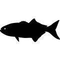(image for) Bluefish =