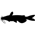 (image for) Catfish 3 =