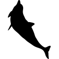 (image for) Dolphin 6a _