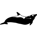 (image for) Dolphin 8 =