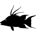 (image for) Fish 109 =