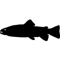 (image for) Fish 51 =