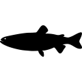 (image for) Fish 54 =