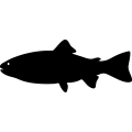 (image for) Fish 55 =