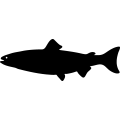 (image for) Fish 56 =