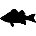 (image for) Fish 57 =
