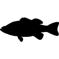 (image for) Fish 59 _