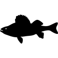 (image for) Fish 65 =