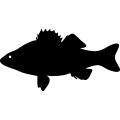 (image for) Fish 66 =