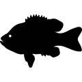 (image for) Fish 72 =