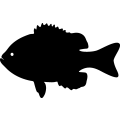 (image for) Fish 73 =