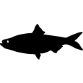 (image for) Fish 74 =