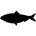 (image for) Fish 75 =