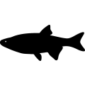 (image for) Fish 77 =