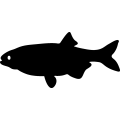 (image for) Fish 81 =